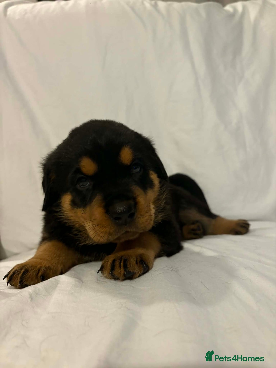 Rottweiler dogs for sale: Stunning Rottweiler puppies - Advert 18