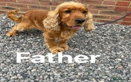 Cocker Spaniel dogs for sale: Show type cocker spaniels puppies  - Image 14