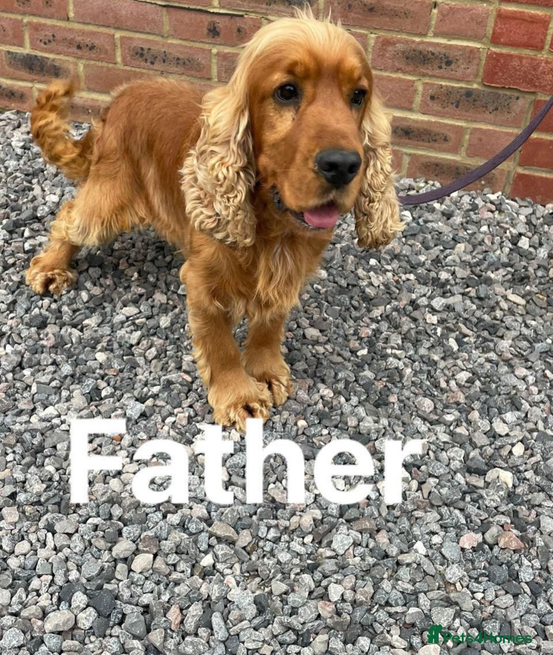 Cocker Spaniel dogs for sale: Show type cocker spaniels puppies  - Image 14