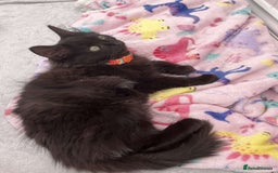 British Longhair cats for sale: British long hair kittens  - Image 5