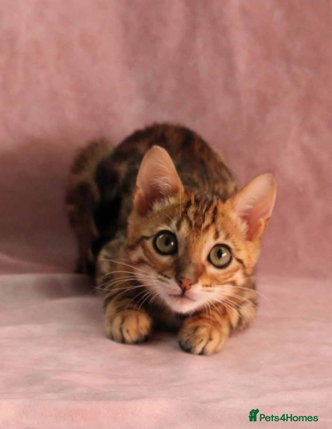 Bengal cats for sale: 🔥Beautiful Bengal girl available🔥 - Advert 24