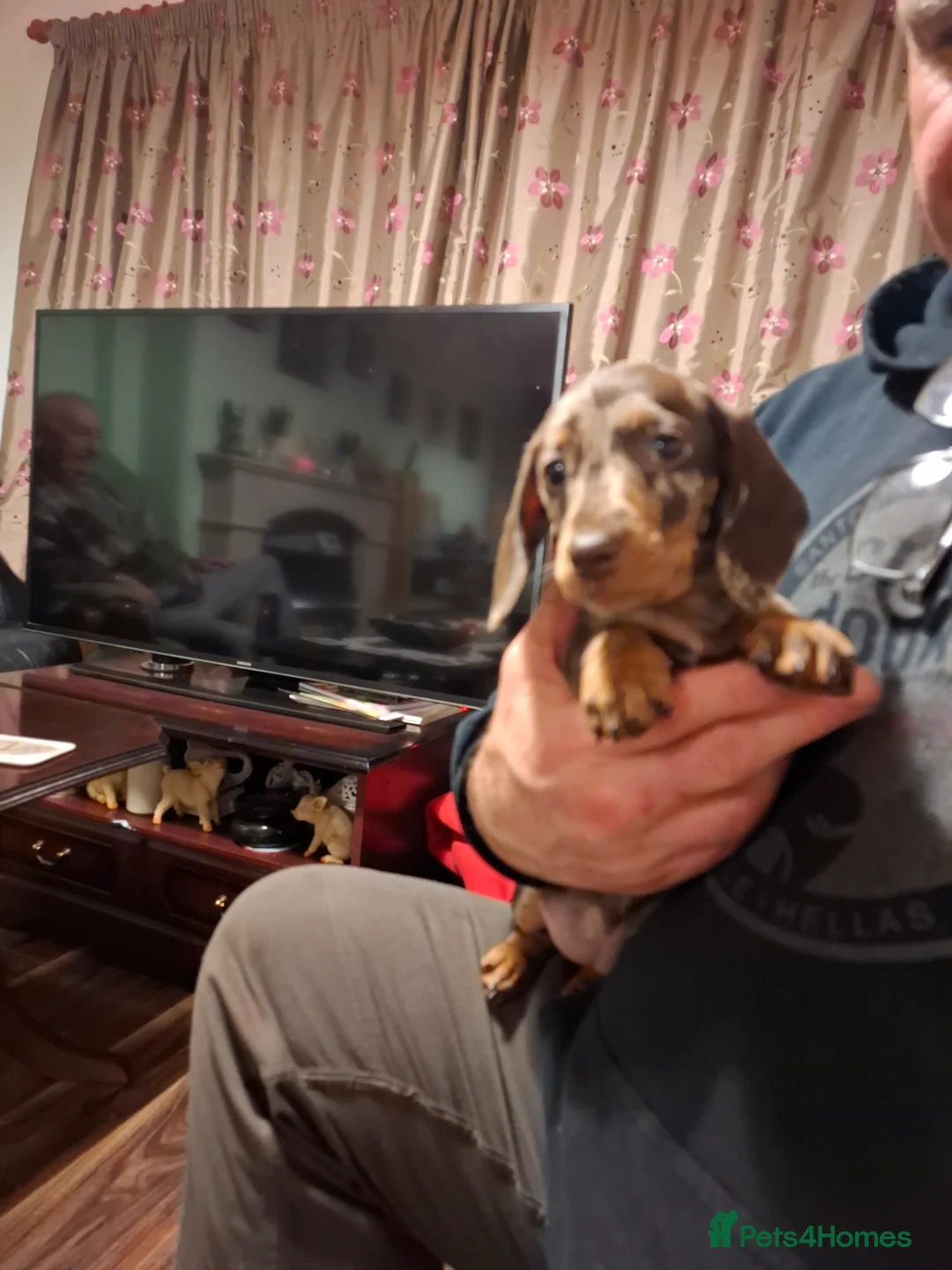Miniature Dachshund dogs for sale: Miniature Dachshund smooth pups for sale ready now - Advert 4