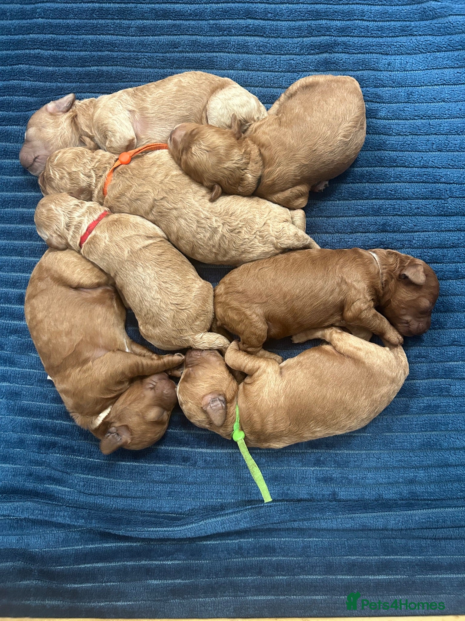 Miniature Poodle dogs Stunning miniature poodle for sale!!! KC reg. - Advert 13