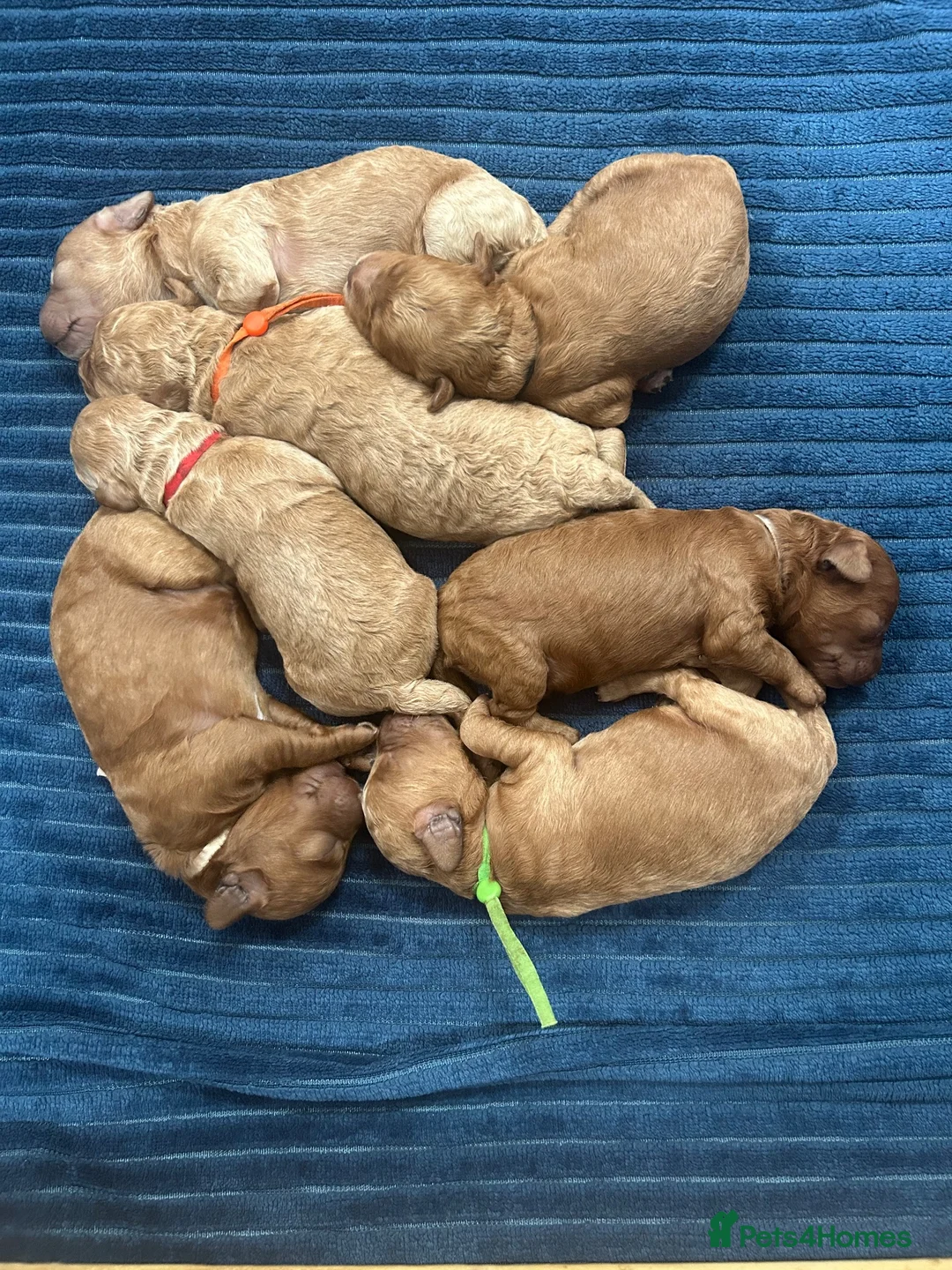 Miniature Poodle dogs for sale: Stunning miniature poodle for sale!!! KC reg. - Advert 1