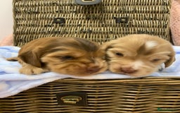 Cocker Spaniel dogs for sale: Health tested KC reg show type cocker spaniels  in Abergele - Image 15