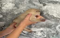 French Bulldog dogs for sale: KC REGISTERED FRENCH BULLDOG PUPPIES - Image 12