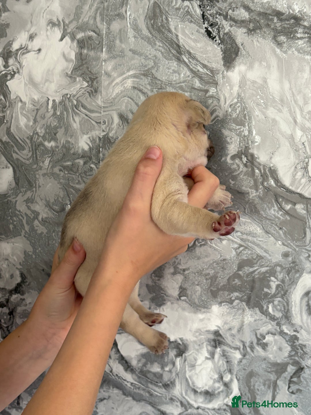 French Bulldog dogs for sale: KC REGISTERED FRENCH BULLDOG PUPPIES - Image 12