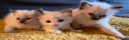 Ragdoll cats for sale: Pure ragdoll GCCF mom’s kittens for sale - Advert 8