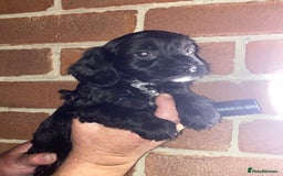 Cockapoo dogs for sale: Beautiful Cockapoo  - Image 3