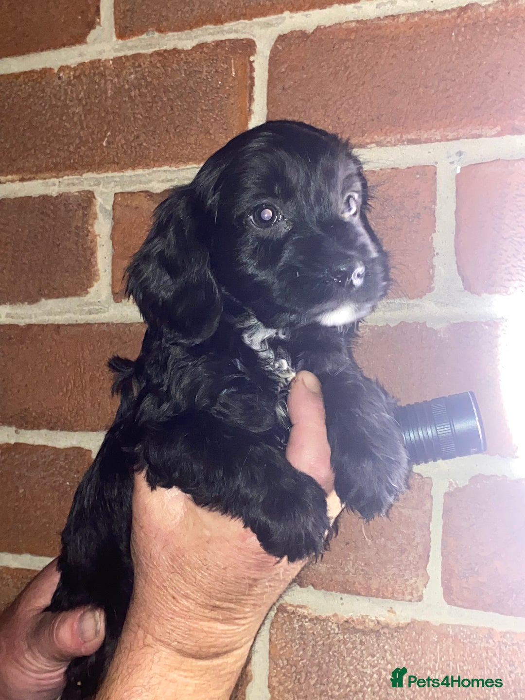 Cockapoo dogs for sale: Beautiful Cockapoo  - Image 3