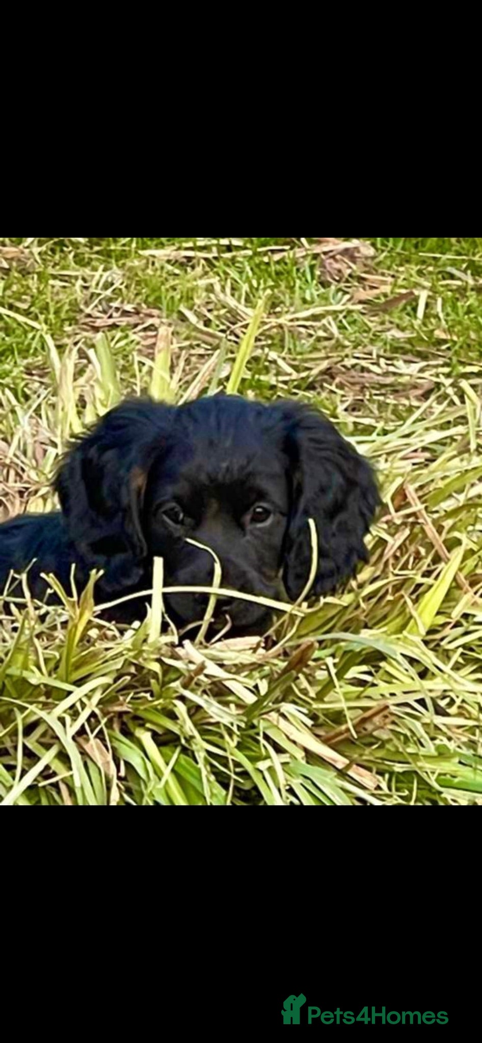 Cocker Spaniel dogs Working Cocker Spaniel Pups- 2 Boys Available18/7  - Advert 2