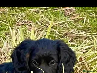 Cocker Spaniel dogs Working Cocker Spaniel Pups- 2 Boys Available18/7 - Advert 2