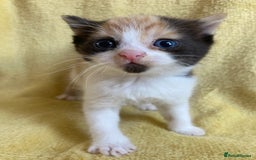 Maine Coon cats for sale: Maine coon x - Image 10