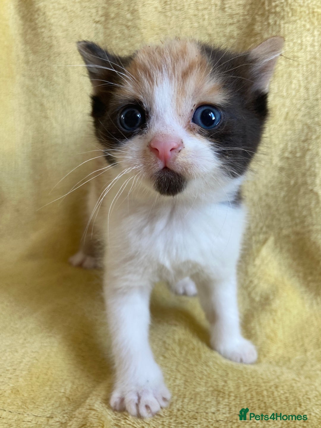 Maine Coon cats for sale: Maine coon x - Image 10