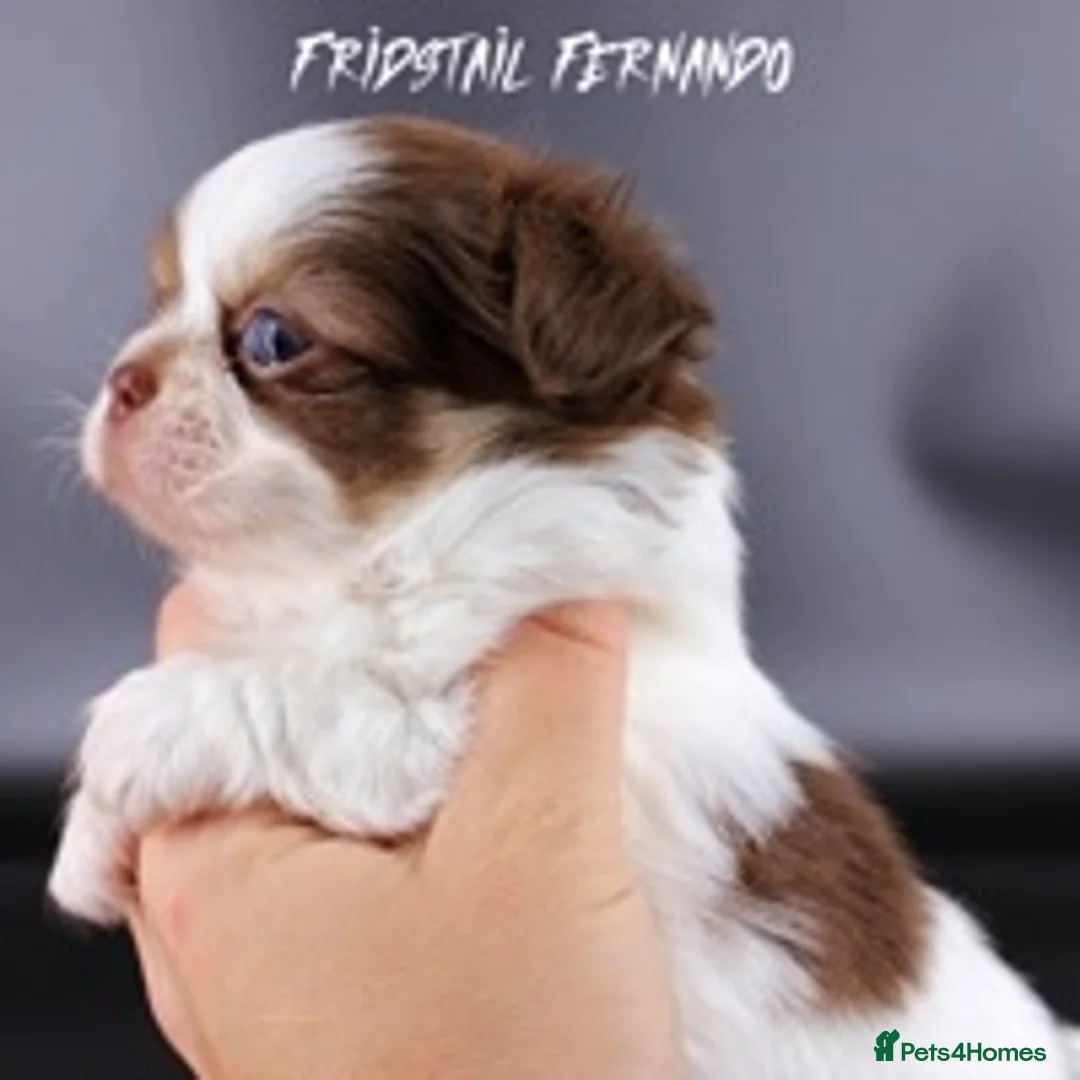 Chihuahua dogs for stud: Extra tiny chocolate and tan stud dog DNA tested in Rotherham - Advert 19