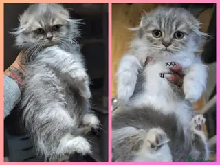 British Shorthair cats SCOTTISH FOLD🩷LAST GIRL🏆TICA reg 🐾 - Advert 8