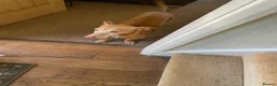 Portuguese Podengo dogs for sale: Male PODENCHO - Advert 1