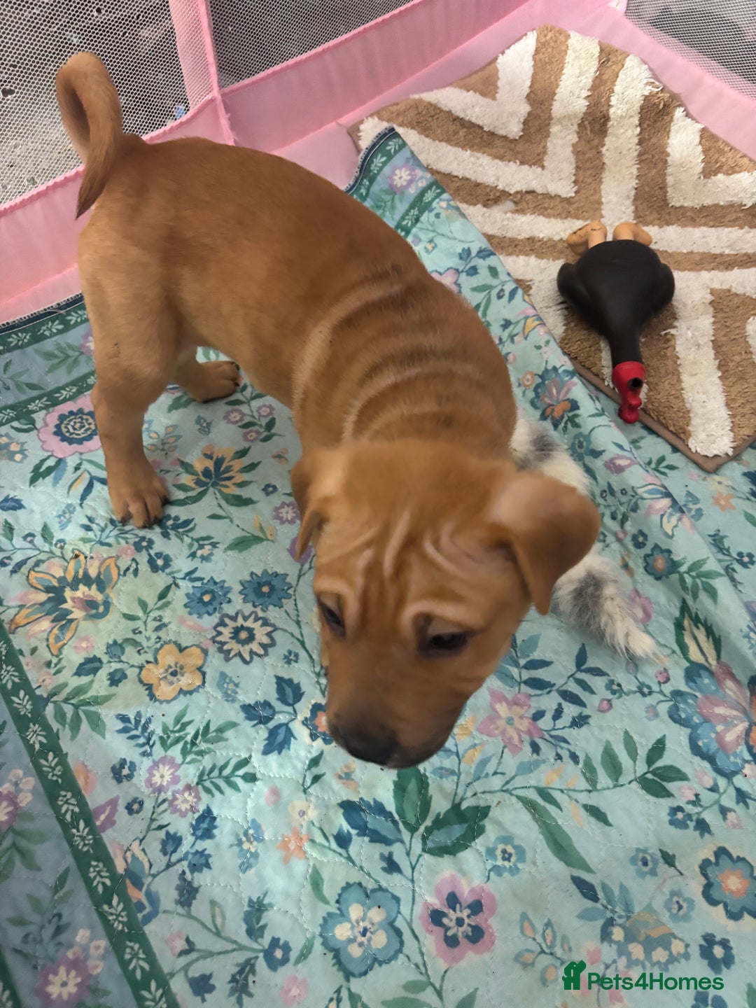 Mixed Breed dogs for sale: 4/9 left! - Advert 8