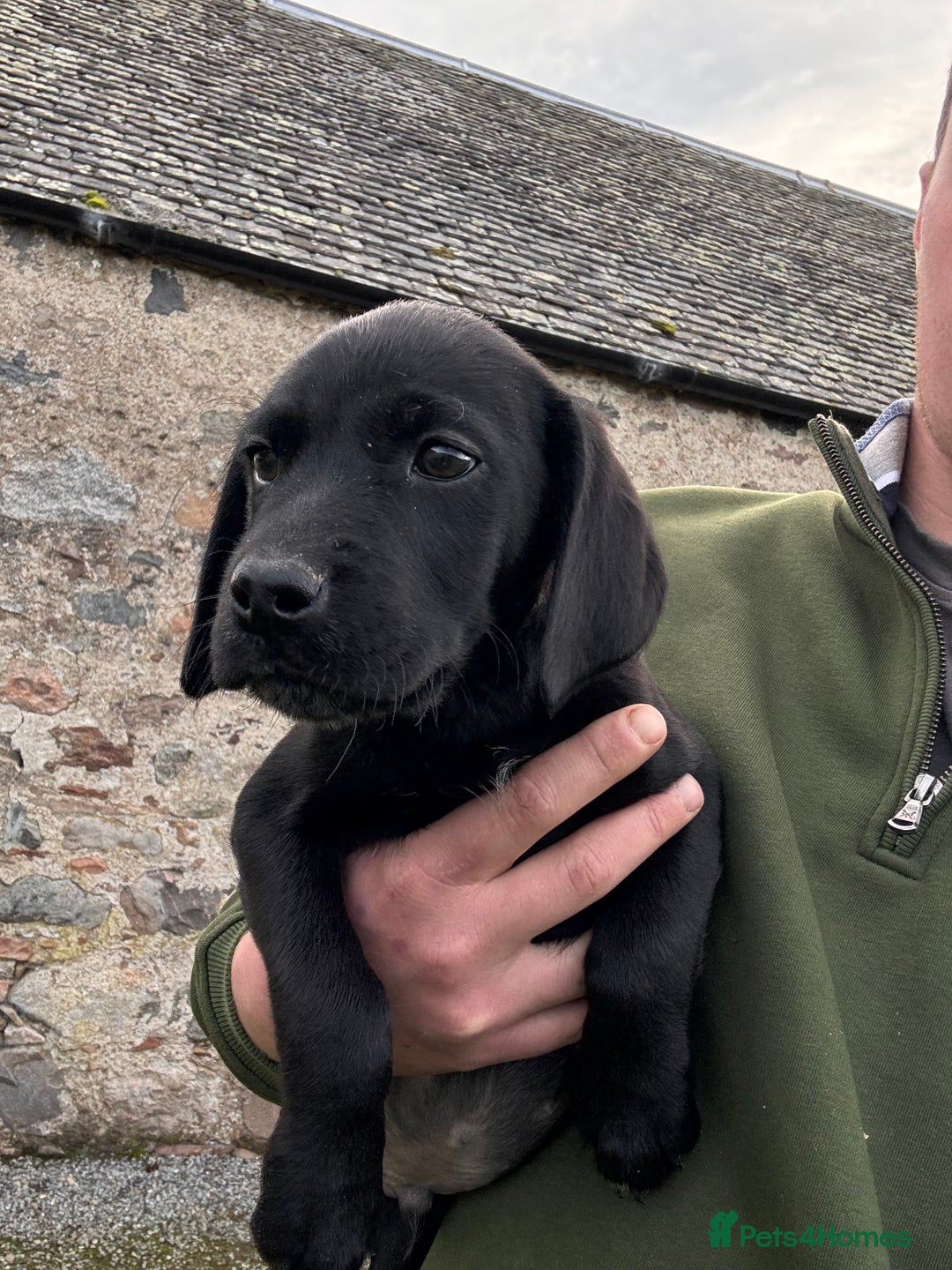 Labrador Retriever dogs for sale: Labrador x GWP bitch  - Advert 1