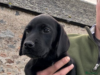 Labrador Retriever dogs - Advert 3