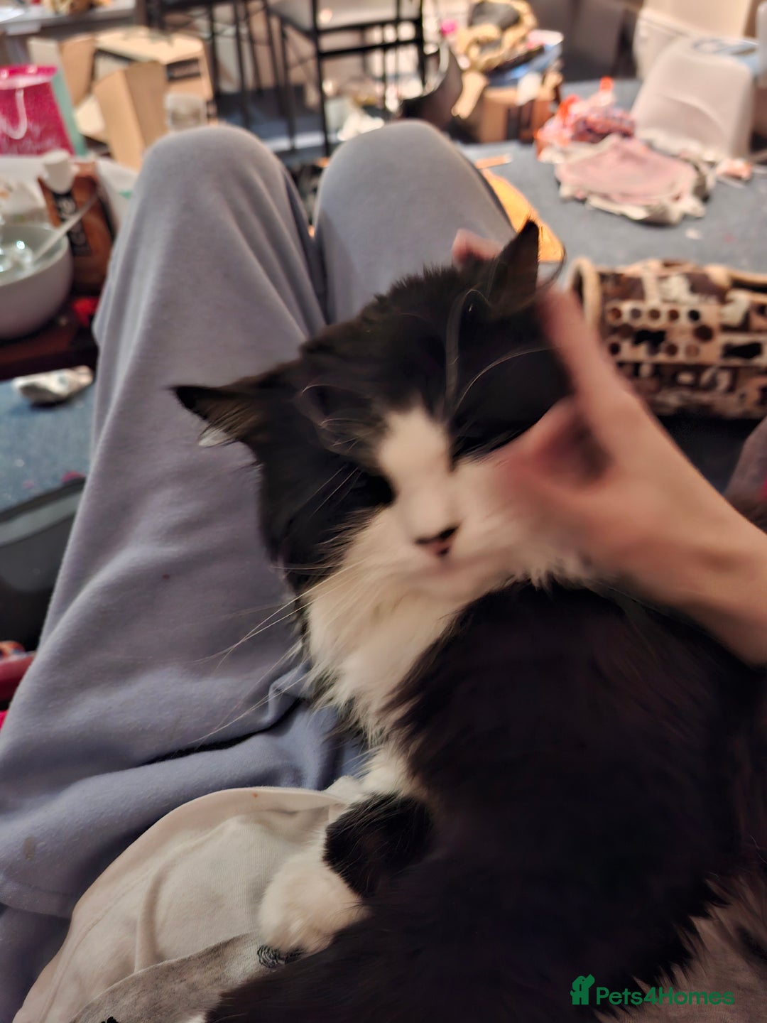 Mixed Breed cats for sale: Shadow - Advert 2