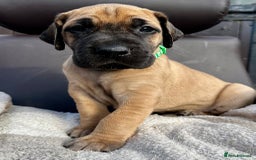 Great Dane dogs for sale: Beautiful fawn Great Dane puppies  - Image 1