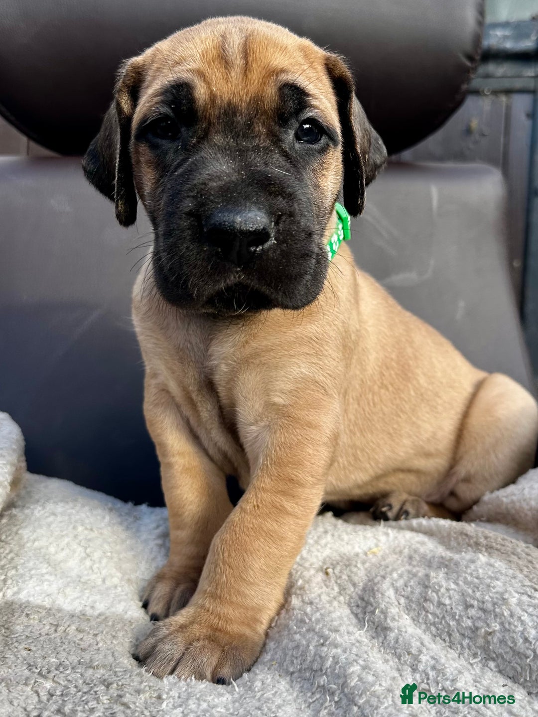 Great Dane dogs for sale: Beautiful fawn Great Dane puppies  - Image 1