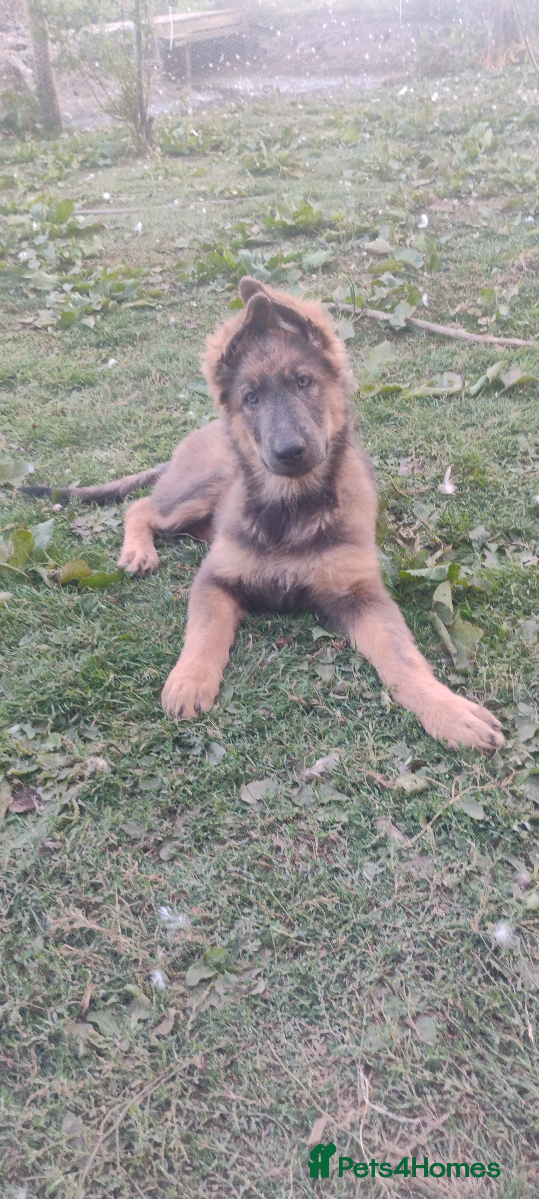 German Shepherd dogs German shepherd bitch pups - Advert 2