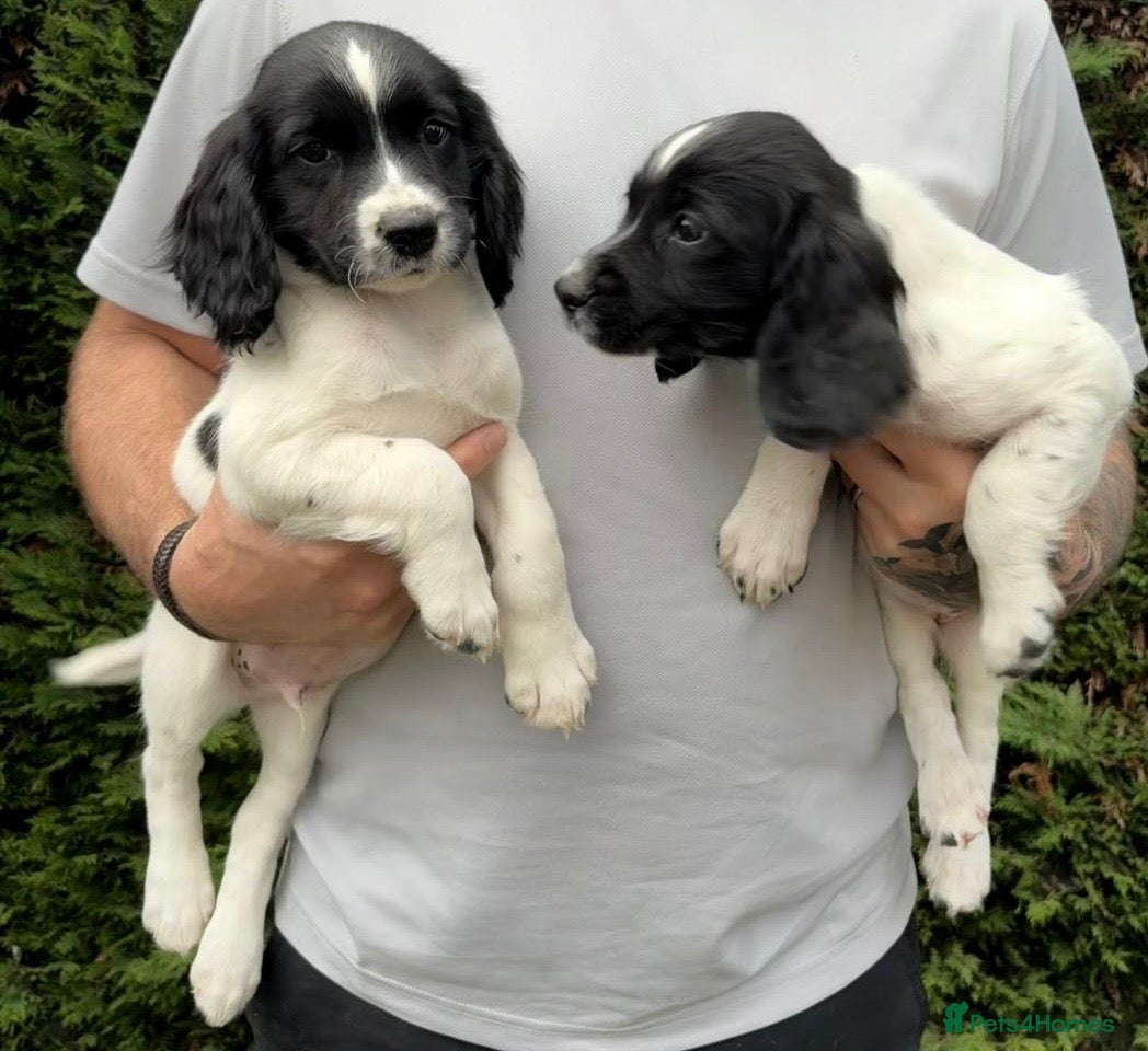 English Springer Spaniel dogs Boy & Girl available IR FTCH Sired  - Advert 1