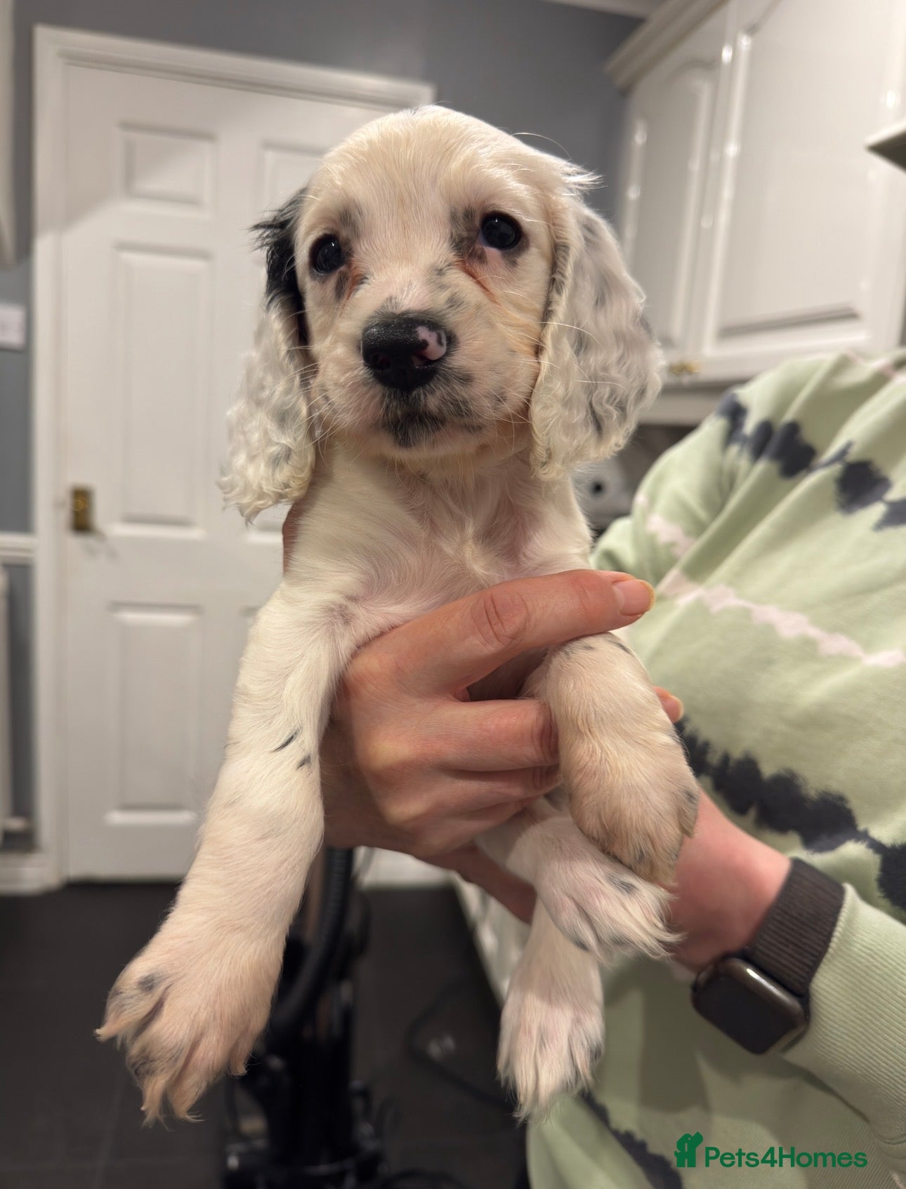 Sproodle dogs Gorgeous sproodle puppies - Family raised - Advert 1