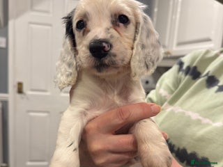 Sproodle dogs Gorgeous sproodle puppies - Family raised - Advert 3