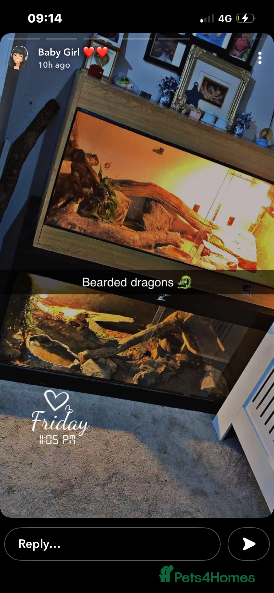 Bearded Dragon reptiles for sale: Breeding pair  - Advert 2