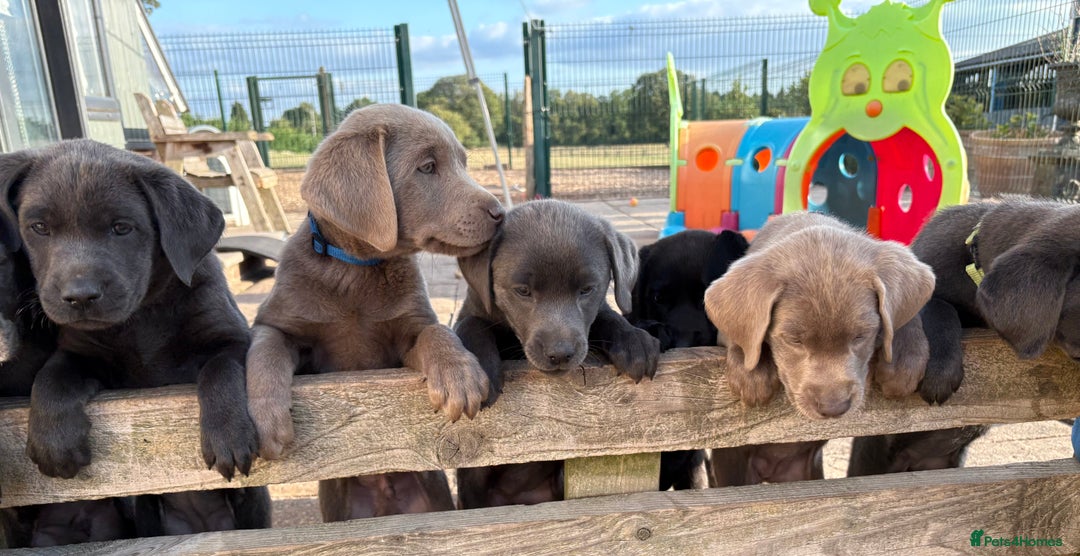 Labrador Retriever dogs for sale: KC Silver, Charcoal & Black Labs for sale - Image 26