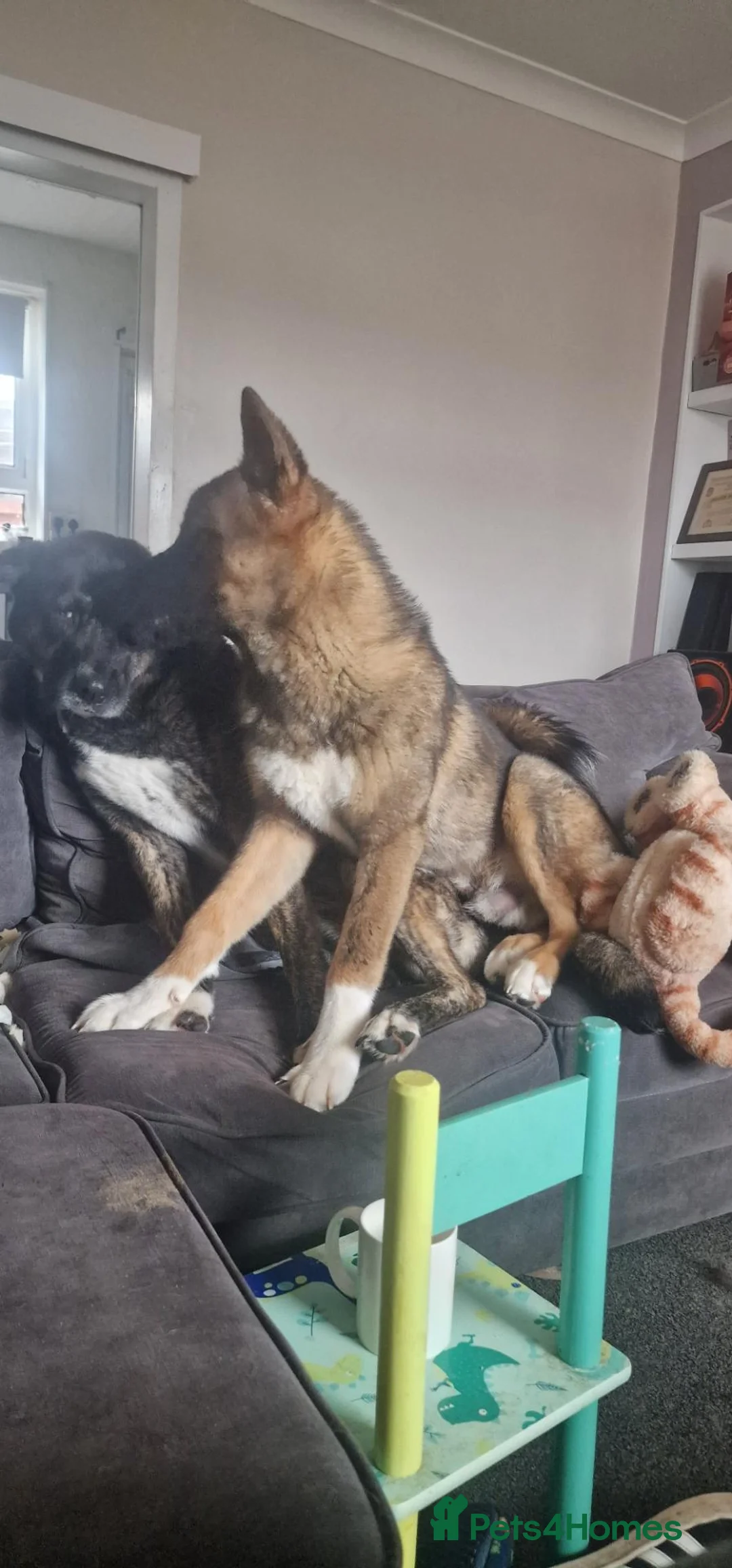 Mixed Breed dogs for sale: 11 Months Akita needing rehomed in Cumnock - Advert 2