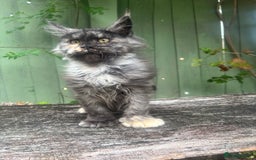 Maine Coon cats for sale: Maine coon kittens champion line polydactyl  - Image 5