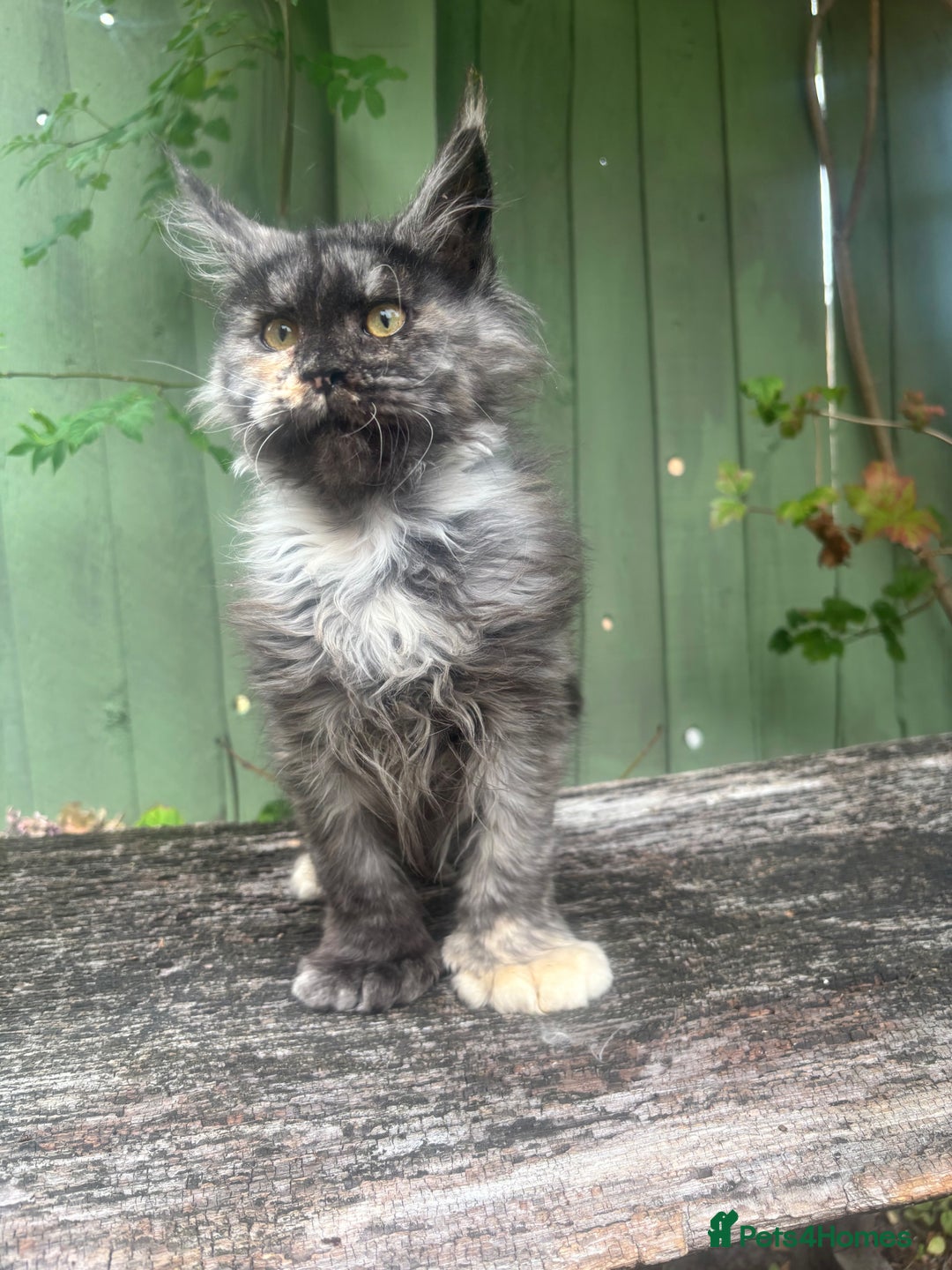 Maine Coon cats for sale: Maine coon kittens champion line polydactyl  - Image 5