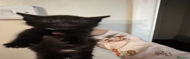 Domestic Shorthair 2