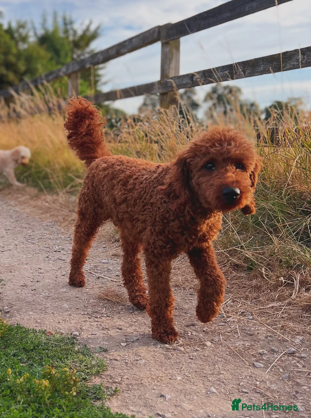 Miniature Poodle dogs for stud: MIN POODLE PROVEN STUD in Chippenham - Advert 5