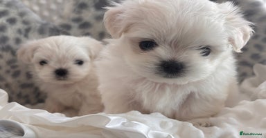 Maltese dogs - Advert 16