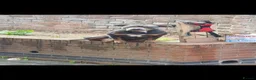 American Bull Staffy dogs for sale: Pockit bully in Wolverhampton - Advert 2
