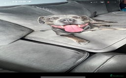 American Bull Staffy dogs for sale: Female staffy - Image 2
