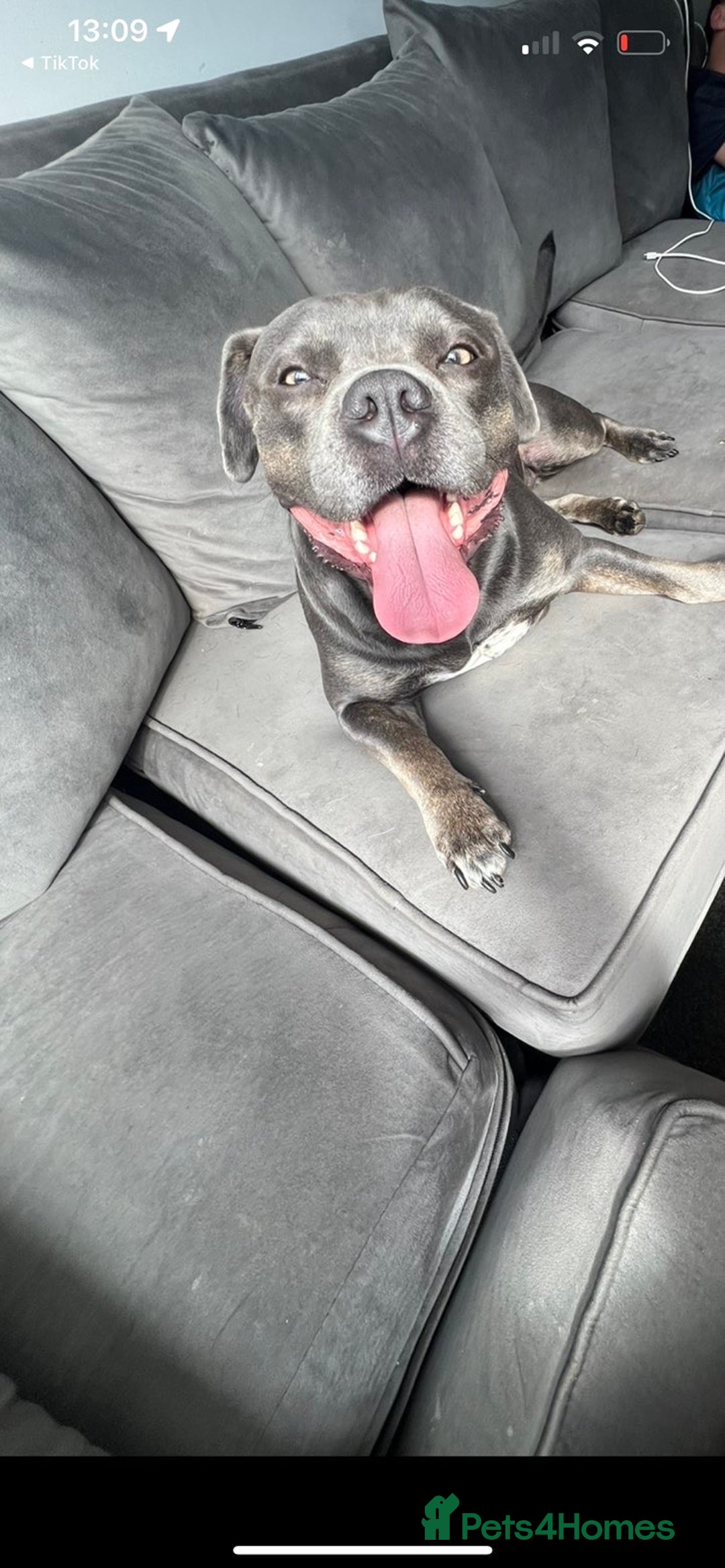 American Bull Staffy dogs for sale: Female staffy - Image 2