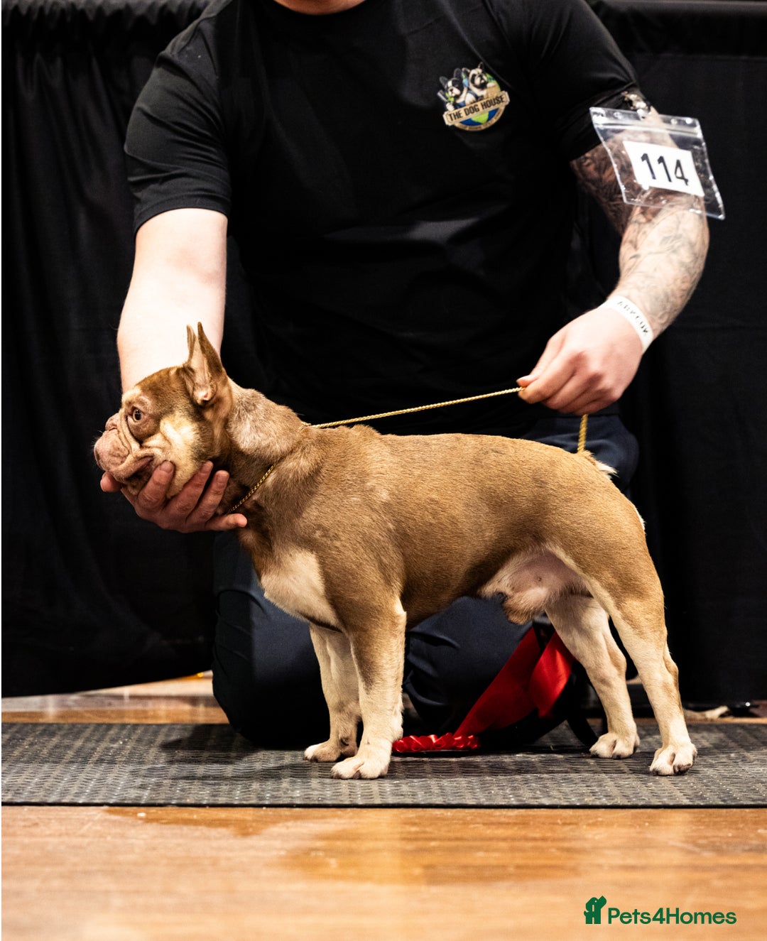 French Bulldog dogs for stud: 🏆KING HADE BEST ROJO AND TAN🏆 in Sittingbourne - Image 4