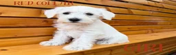 Miniature Schnauzer dogs for sale: Beautiful KC Miniature Schnauzers  - Advert 12