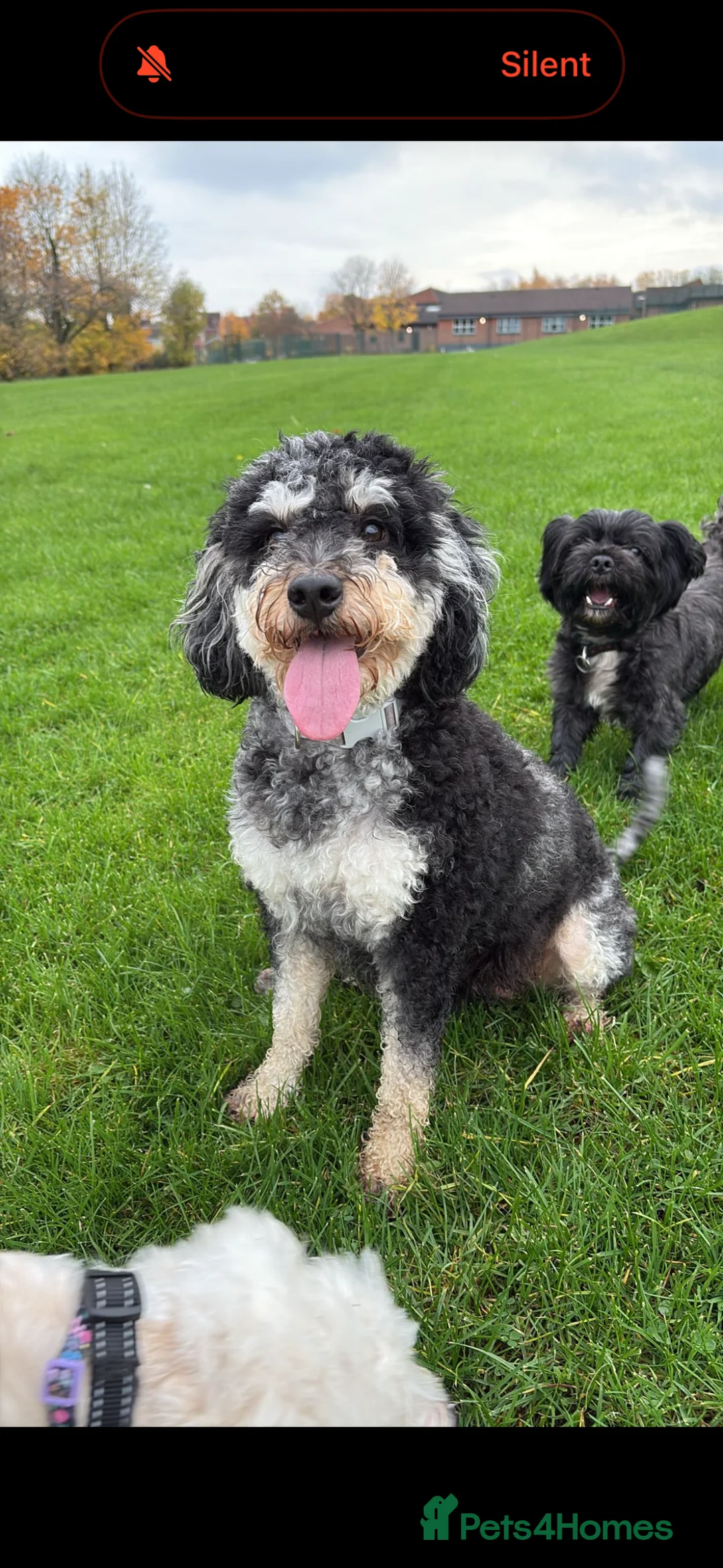 Mixed Breed dogs for sale: Puppies due 10 March - Advert 3