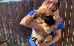Mixed Breed dogs for sale: Cane corso X Alaskan malamute surprise litter  - Image 16