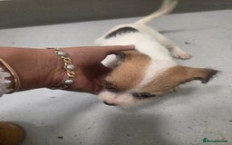 Jack Russell dogs for sale: Jack russell pups  - Image 11