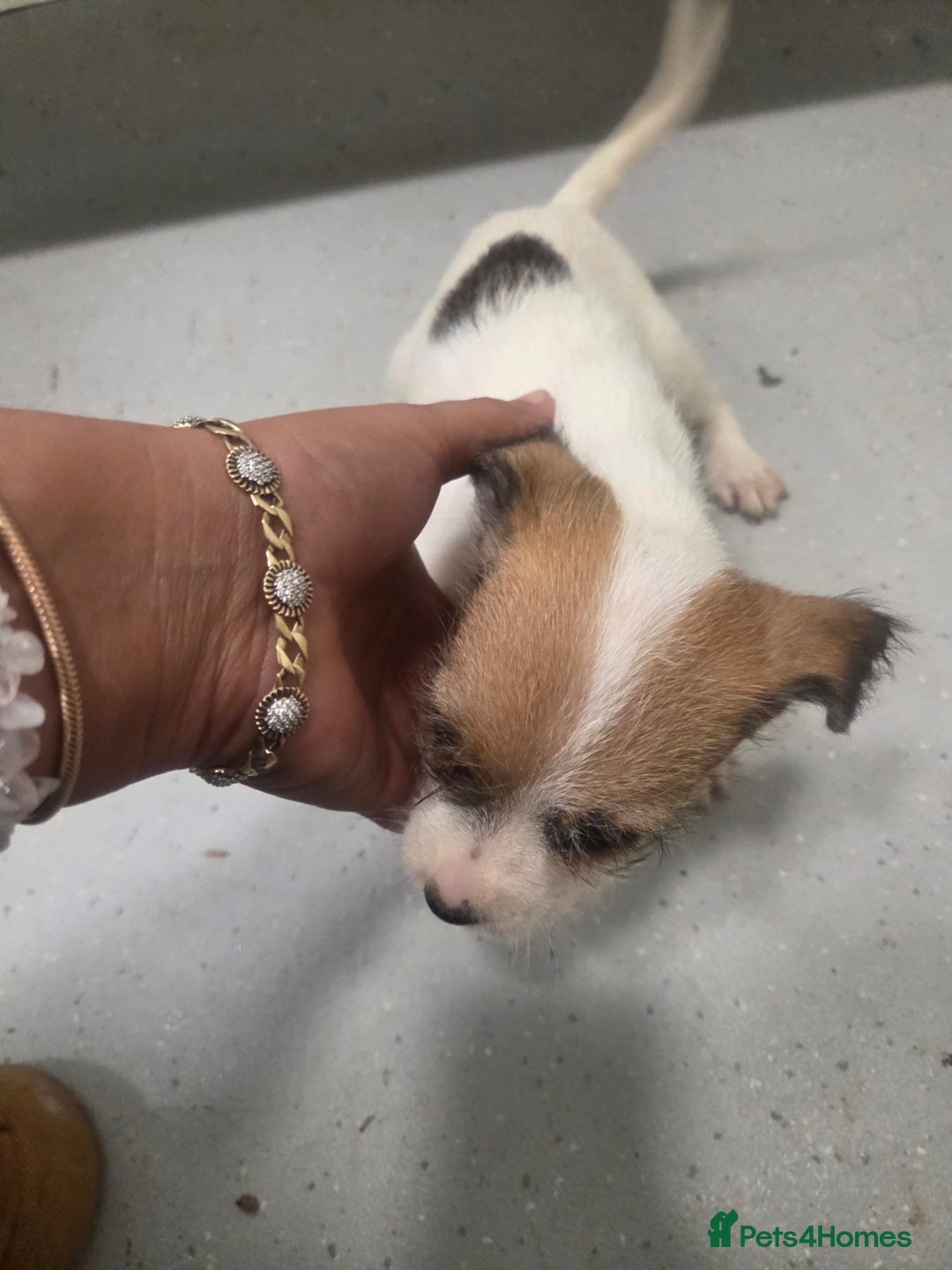 Jack Russell dogs for sale: Jack russell pups  - Image 11