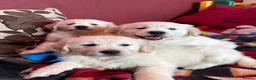 Golden Retriever dogs for sale: Seriously chunky & Fluffy babies - Advert 6