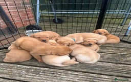 Labrador Retriever dogs for sale: Fox Red / yellow Labrador puppies for sale - Image 3